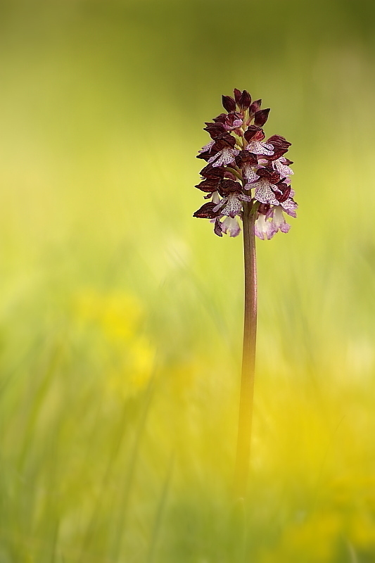 Orchis purpurea